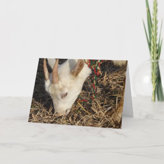 Saanen Goat Christmas Holiday Card (Front)