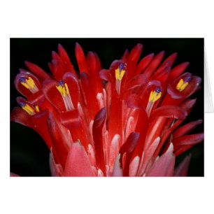 SABA: Billbergia pyramidalis