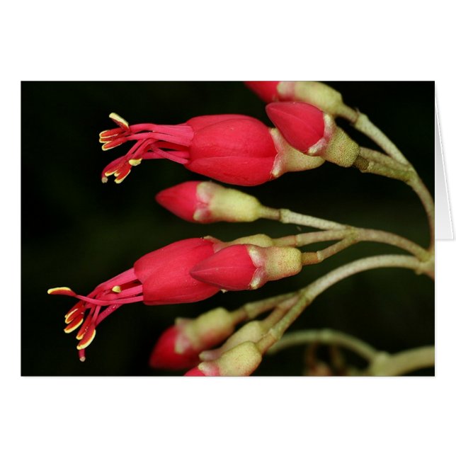 SABA: Charianthus purpureus (Front Horizontal)