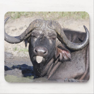 Sabi Sands Conservancy, Mpumalanga Province, 2 Mouse Mat