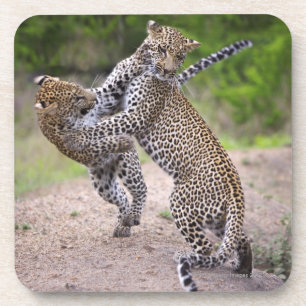 Sabi Sands Conservancy, Mpumalanga Province, Coaster