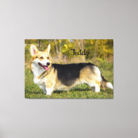 Sable Cardigan Welsh Corgi Dog