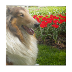 Sable Collie N the Tulips Tile Trivet