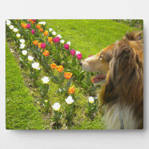 Sable Collie N Tulips Photo Plaque