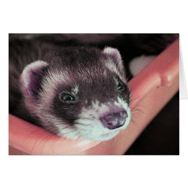 Sable Ferret Card (Front Horizontal)