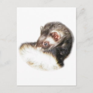 Sable Ferret Picture Postcard
