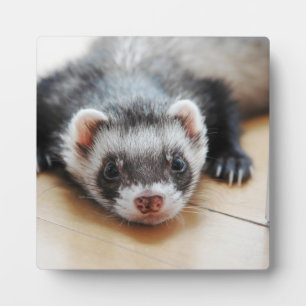 Sable Ferret Plaque