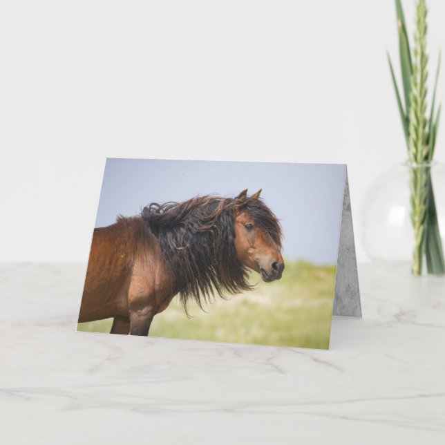 Sable Island Stallion - Wild Horse Greting Card (Front)