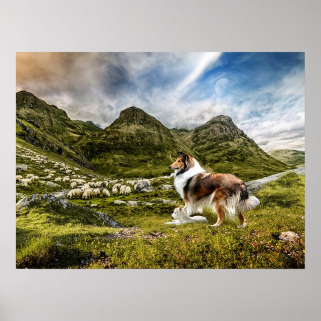 Sable Rough Collie and Lamb herding Sheep - Poster (Front)