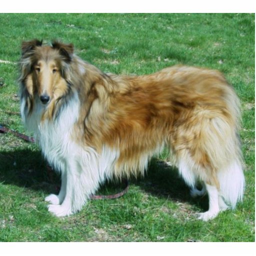 Sable Rough Collie Cut Outs | Zazzle