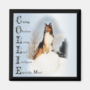 Sable Rough Collie Gifts Magnet