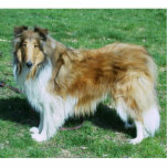 Sable Rough Collie Standing Photo Sculpture<br><div class="desc">Photo sculpture of Rough collie- sable</div>