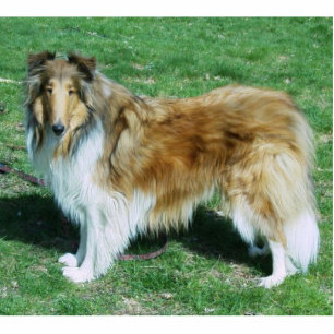 Sable Rough Collie Standing Photo Sculpture