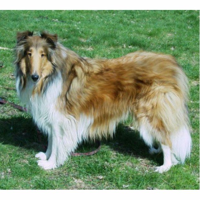 Sable Rough Collie Standing Photo Sculpture (Front)