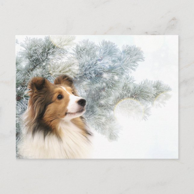 Sable Sheltie Christmas Holiday Postcard (Front)