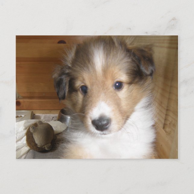 Sable Sheltie Pup Postcard (Front)