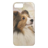 Sable Shetland Sheepdog