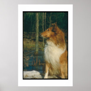 Sable & White Collie Poster