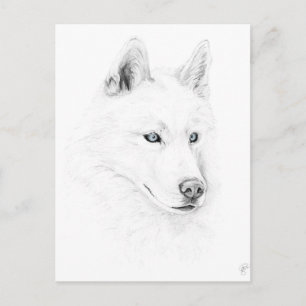 Sabre A Siberian Husky Drawing Art Blue Eyes Postcard