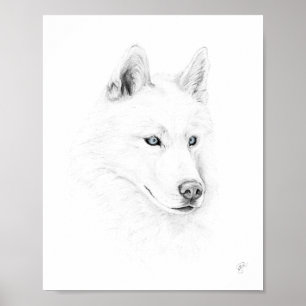 Sabre A Siberian Husky Drawing Art Blue Eyes Poster