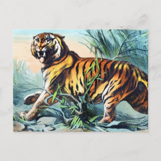 Sabre Toothed Tiger Postcard