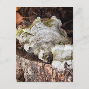 Sacramento California turkey tail mushrooms Postcard