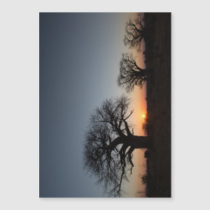 Sacred Baobabs