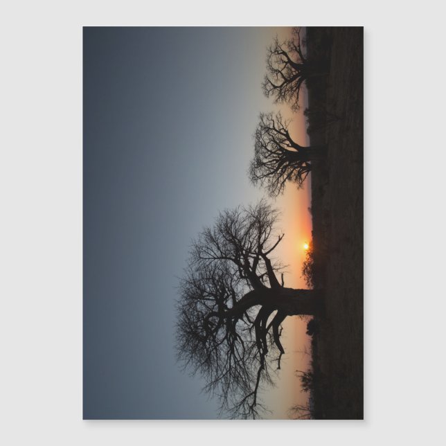 Sacred Baobabs (Front)