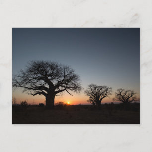 Sacred Baobabs Postcard