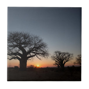 Sacred Baobabs Tile