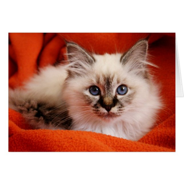 Sacred Birman Kitten (Front Horizontal)
