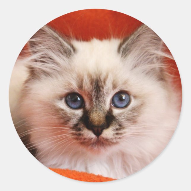Sacred Birman Kitten Classic Round Sticker (Front)