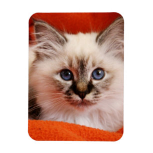Sacred Birman Kitten Magnet