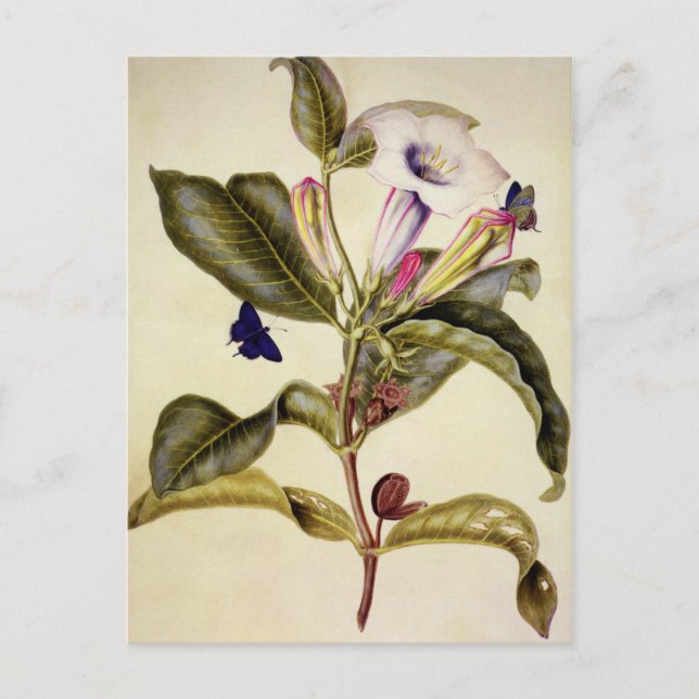  Sacred datura and blue butterfly  Postcard (Front)