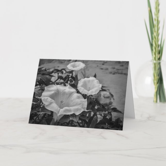 Sacred Datura Card (Front)