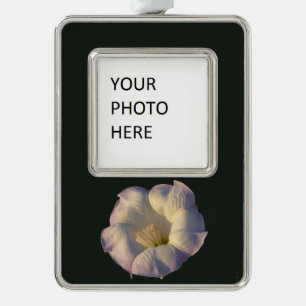 Sacred Datura Flower Desert Wildflower Silver Plated Framed Ornament