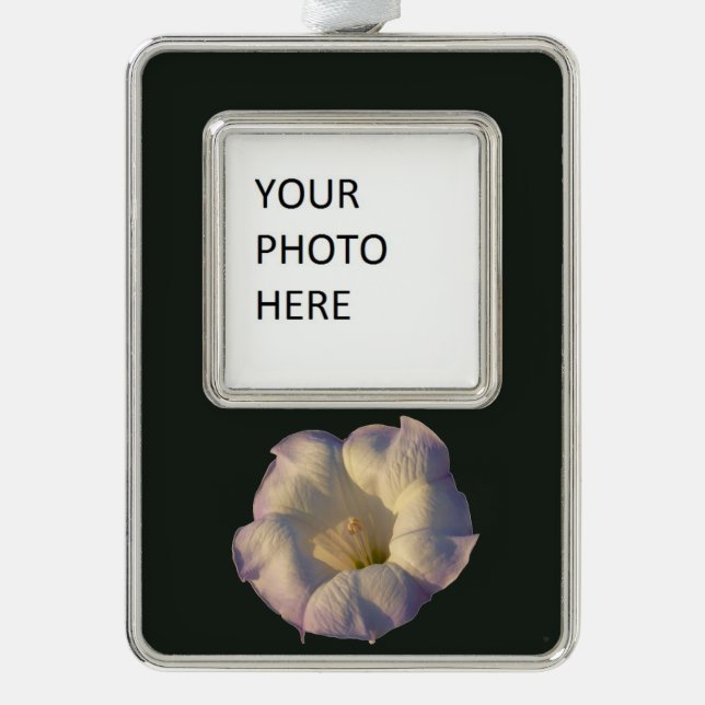 Sacred Datura Flower Desert Wildflower Silver Plated Framed Ornament (Front)