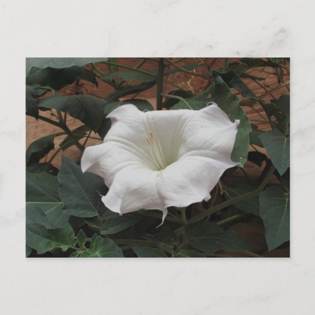 Sacred Datura Postcard (Front)