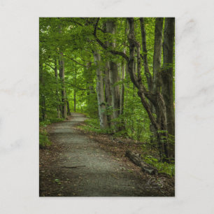 Sacred Grove in the Summer Postcard