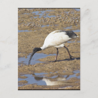 Sacred Ibis Postcard