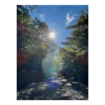 Sacred Light on a Forest Path in Japan