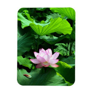 Sacred Lotus: Japan Magnet
