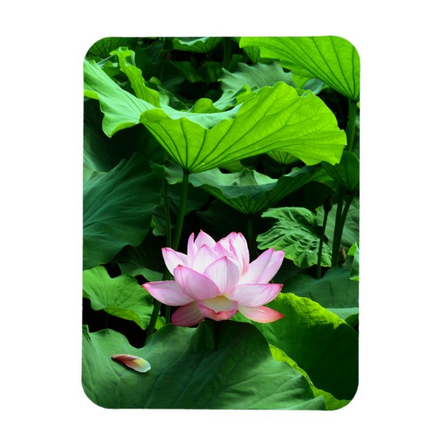 Sacred Lotus: Japan Magnet (Vertical)