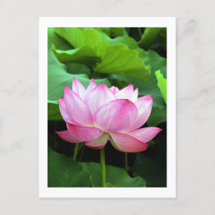Sacred Lotus: Japan Postcard