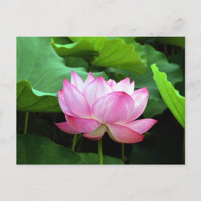 Sacred Lotus: Japan Postcard (Front)