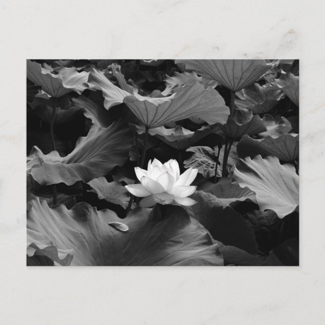 Sacred Lotus: Japan Postcard (Front)