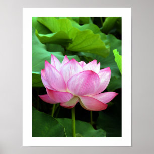 Sacred Lotus: Japan  Poster