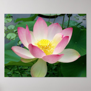 "Sacred Lotus" Poster