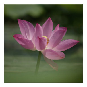 Sacred Pink Lotus Blossom - Serene Zen Art for Med Poster