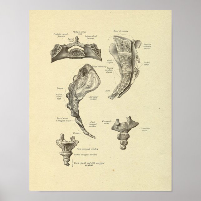 Sacrum Coccyx Anatomy Spine Bones Print (Front)